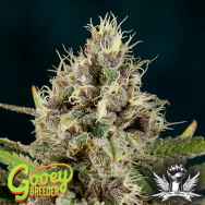 Gooeybreeder Seeds Kona Sunset